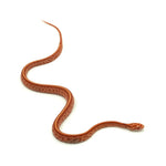 Albino Tessera Corn Snake