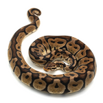 Pastel Ball Python