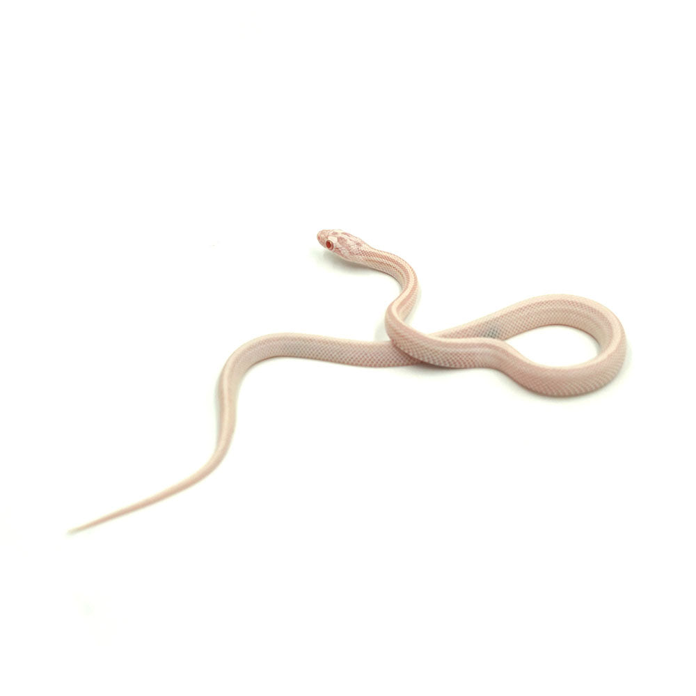 Snow Stripe Corn Snake