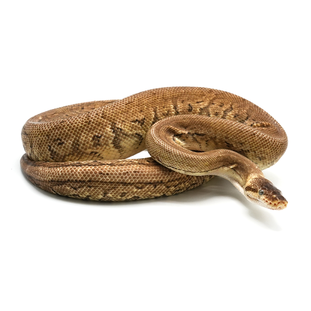 Lemonblast pos Woma Phantom Ball Python