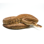 Lemonblast pos Woma Phantom Ball Python