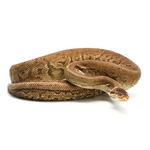 Lemonblast pos Woma Phantom Ball Python