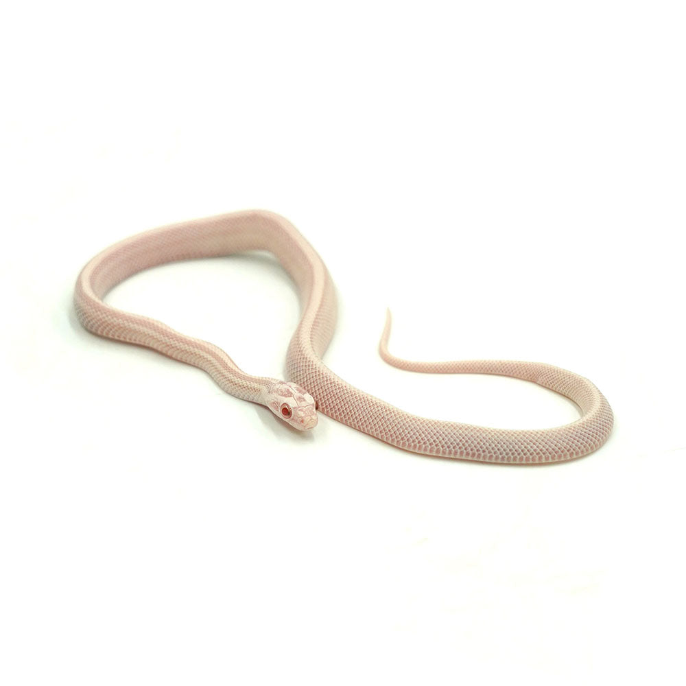 Snow Stripe Corn Snake