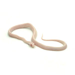Snow Stripe Corn Snake
