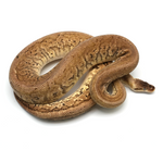 Lemonblast pos Woma Phantom Ball Python