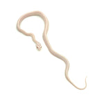 Snow Stripe Corn Snake