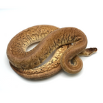 Lemonblast pos Woma Phantom Ball Python