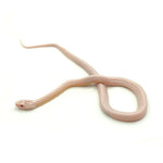 Snow Stripe Corn Snake
