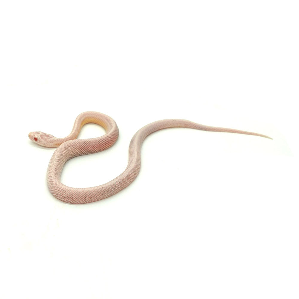 Snow Stripe Corn Snake