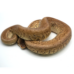 Lemonblast pos Woma Phantom Ball Python