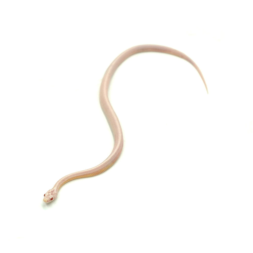 Snow Stripe Corn Snake