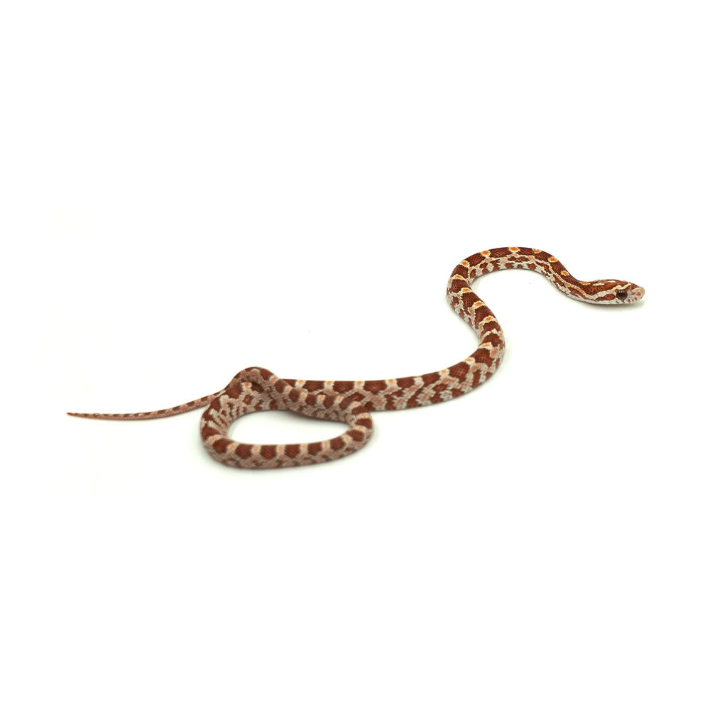Ultramel Corn Snake