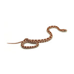 Ultramel Corn Snake
