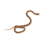 Ultramel Corn Snake