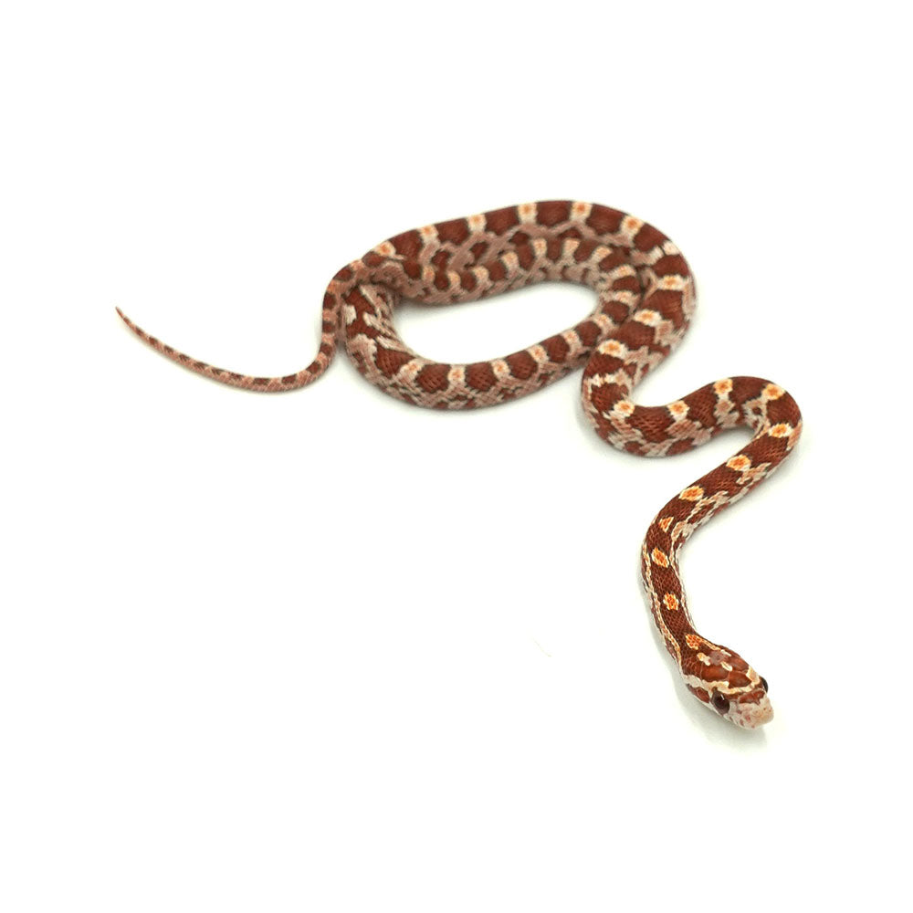 Ultramel Corn Snake