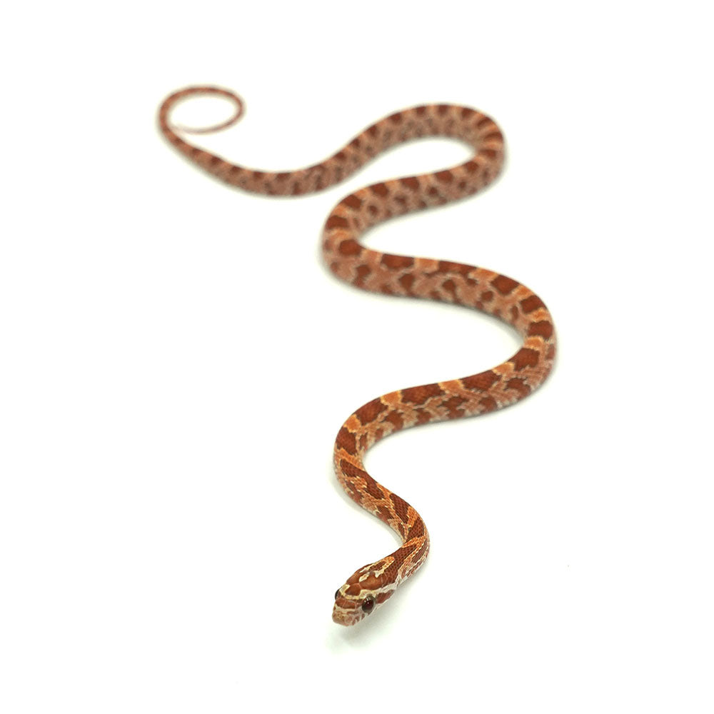 Ultramel Corn Snake