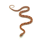 Ultramel Corn Snake