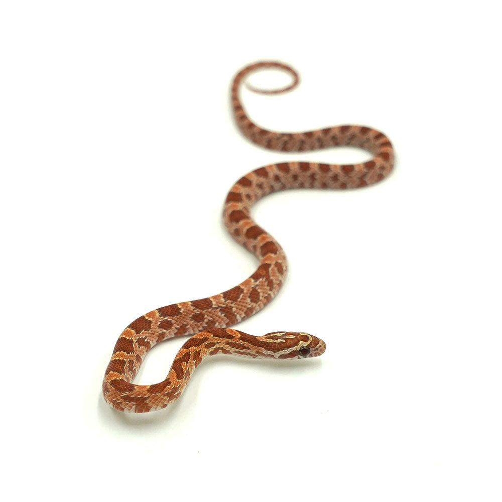 Ultramel Corn Snake