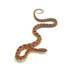 Ultramel Corn Snake