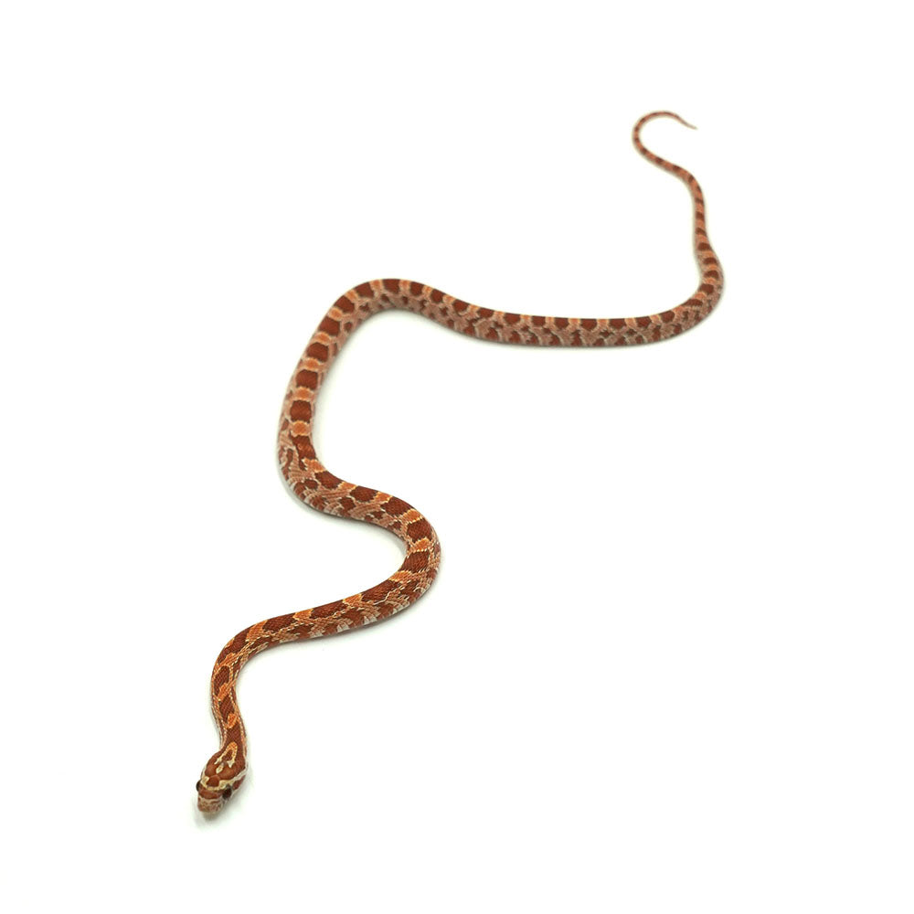 Ultramel Corn Snake