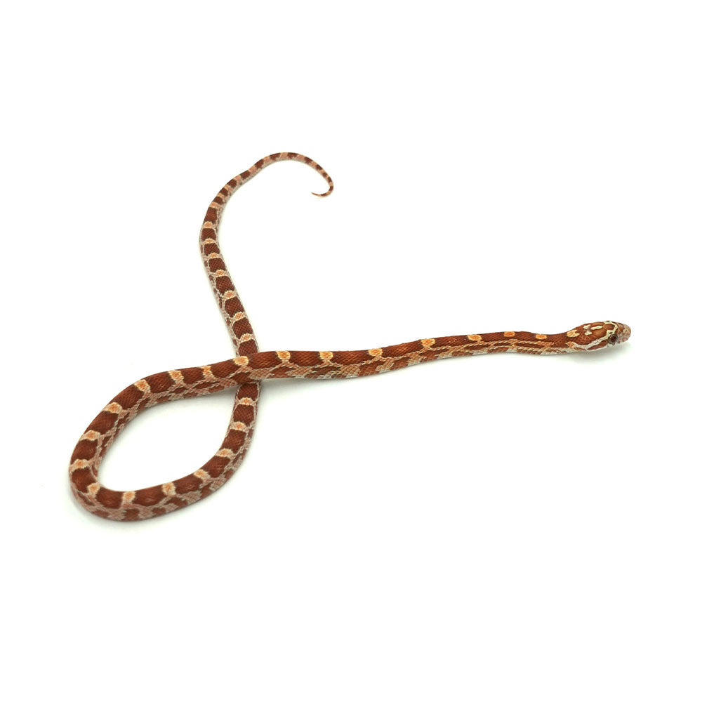 Ultramel Corn Snake