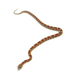 Ultramel Corn Snake