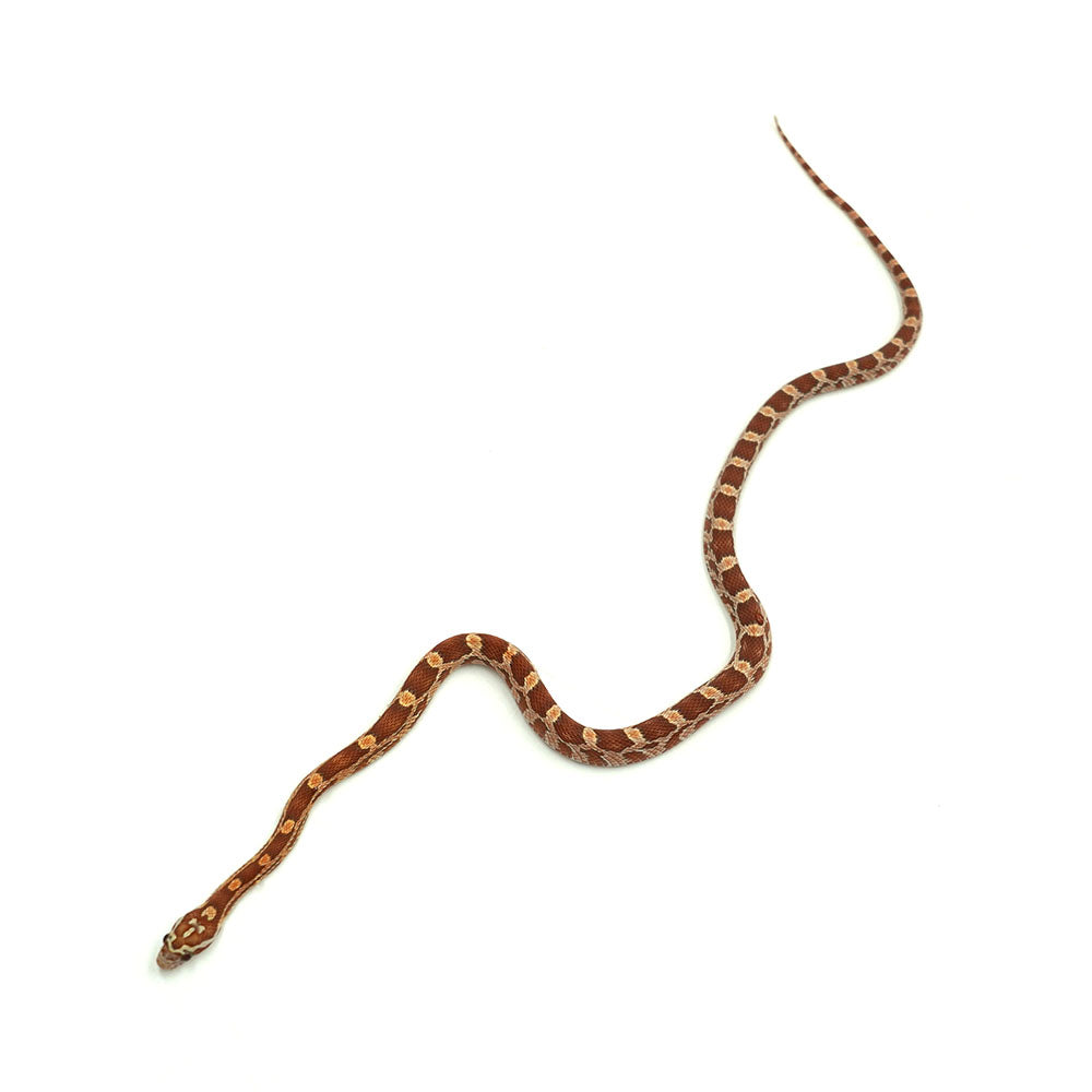 Ultramel Corn Snake