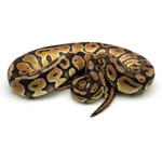 Pastel Special Ball Python