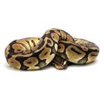 Pastel Special Ball Python