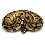 Pastel Special Ball Python