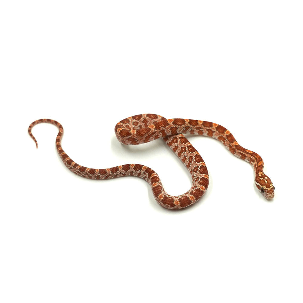 Ultramel Corn Snake