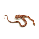 Ultramel Corn Snake