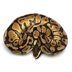 Pastel Special Ball Python