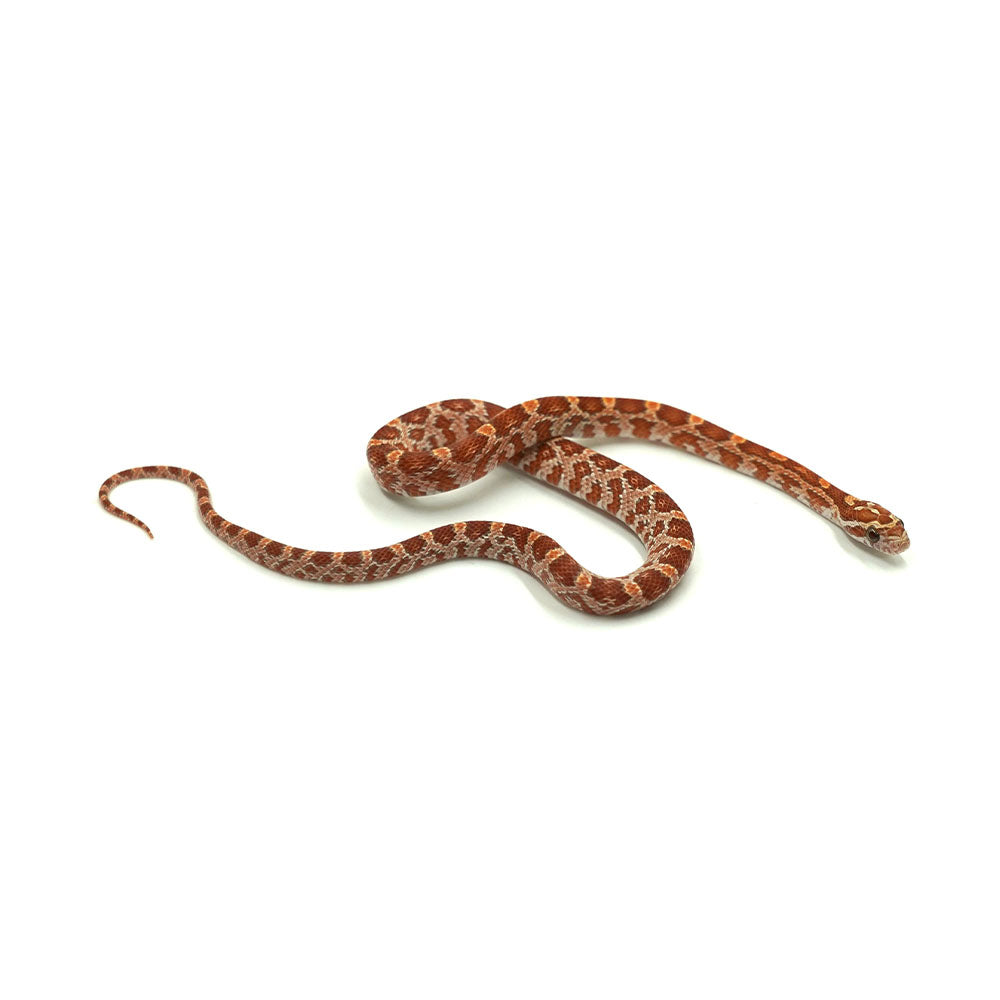Ultramel Corn Snake