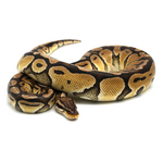 Pastel Special Ball Python