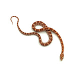 Ultramel Corn Snake