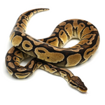 Pastel Special Ball Python