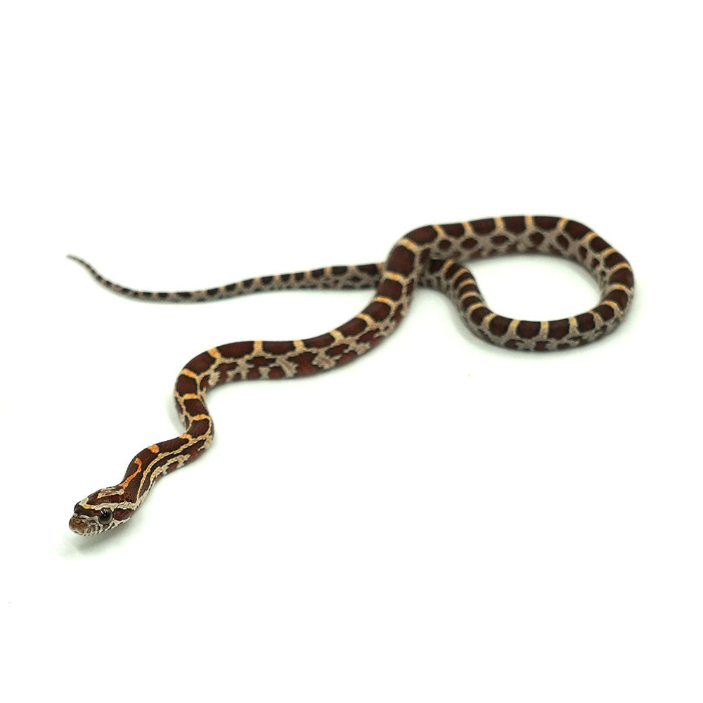 Normal Corn Snake