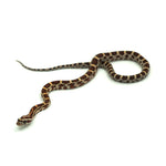 Normal Corn Snake