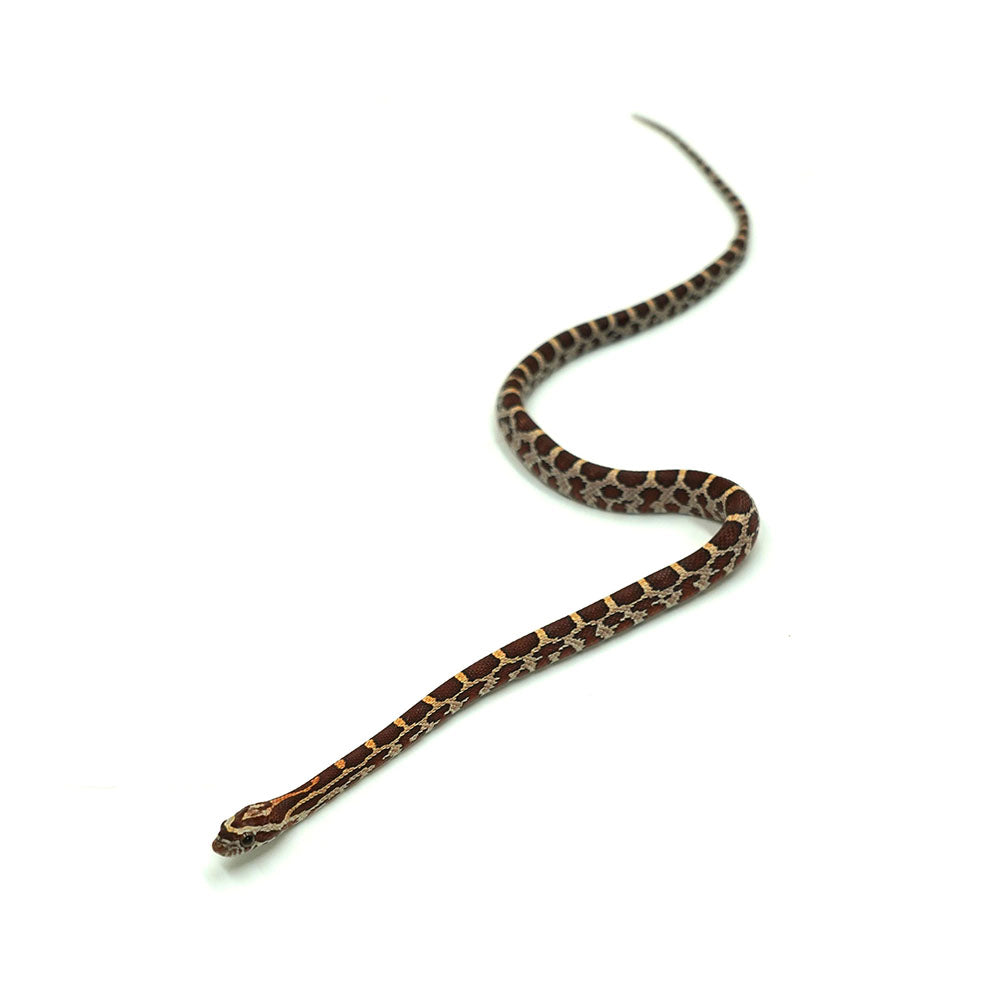 Normal Corn Snake