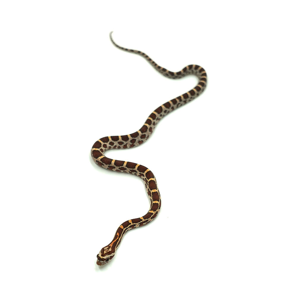 Normal Corn Snake