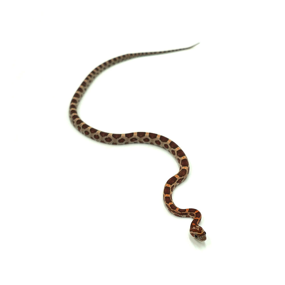 Normal Corn Snake