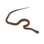 Normal Corn Snake