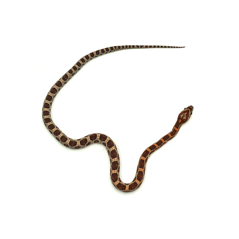 Normal Corn Snake