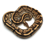 Phantom Yellow Belly 100 % het Clown Ball Python