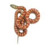 Red Hypo Florida Kingsnake