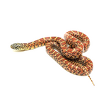 Red Hypo Florida Kingsnake