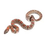 Durango Mountain Kingsnake