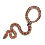 Durango Mountain Kingsnake