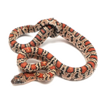 Durango Mountain Kingsnake